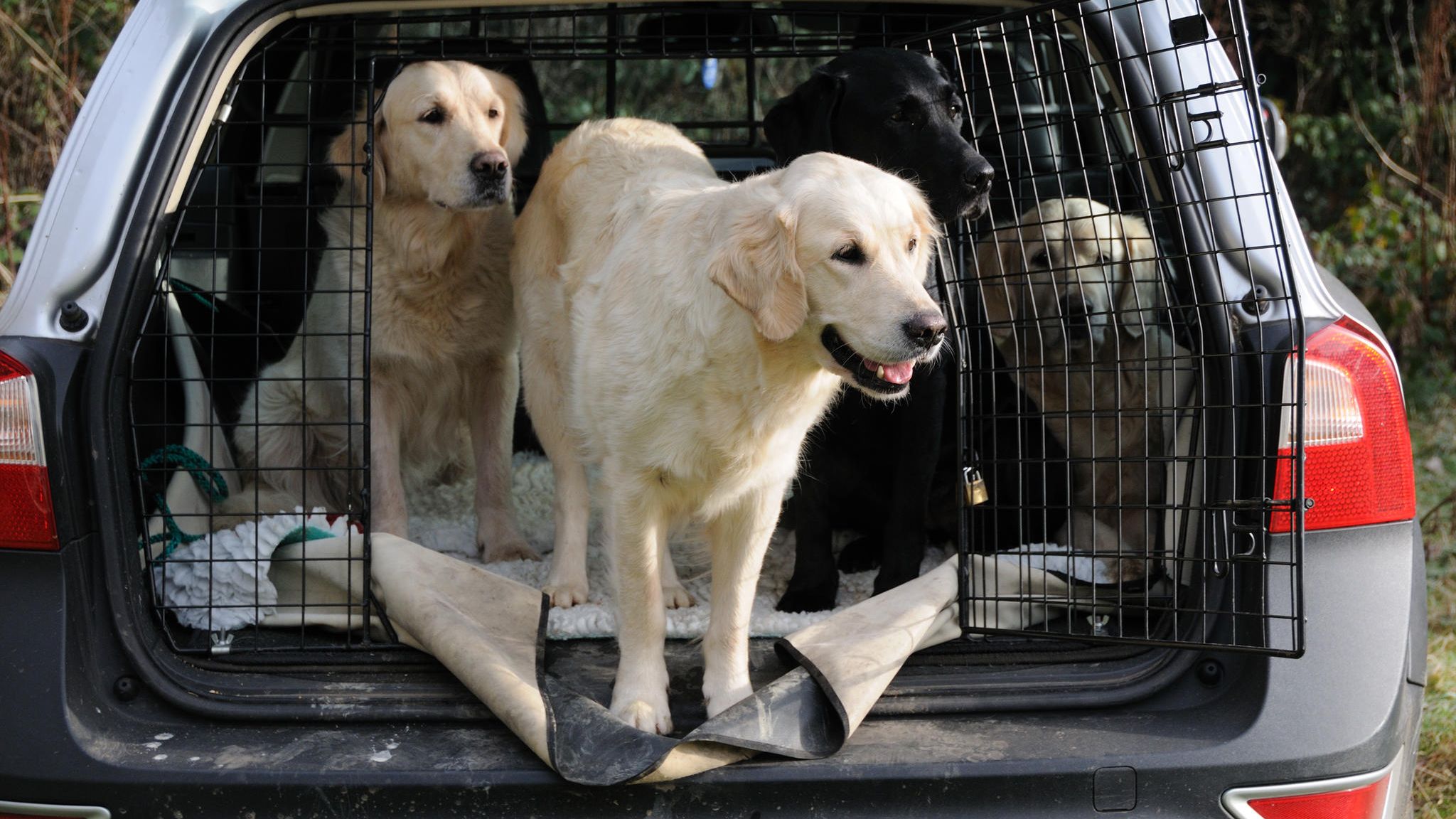 Kofferraumnetz für Hunde –