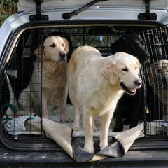 Die Transportbox sollte immer quer zur Fahrtrichtung im Kofferraum liegen