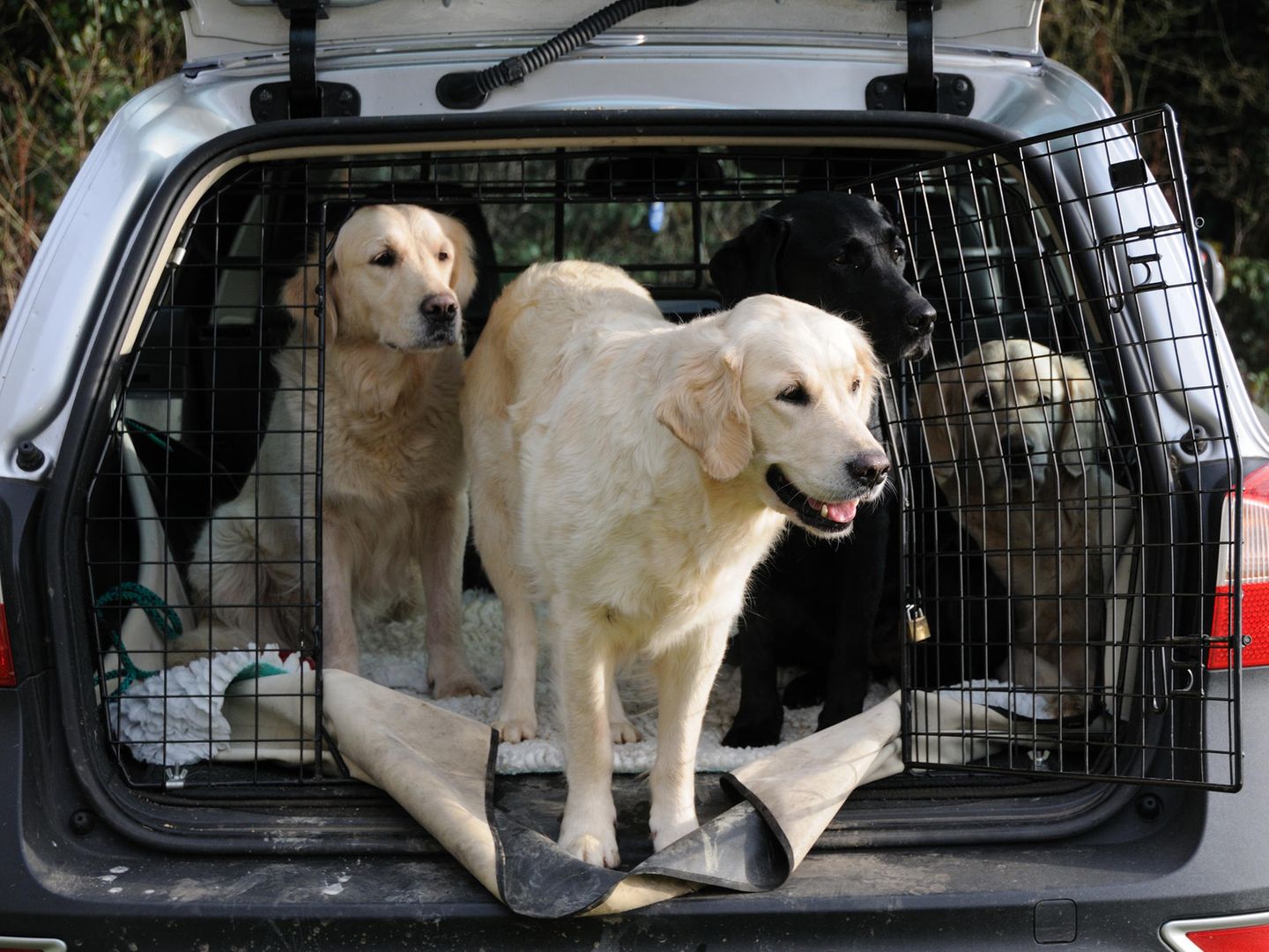 Hund im Auto transportieren: Was muss ich wissen?