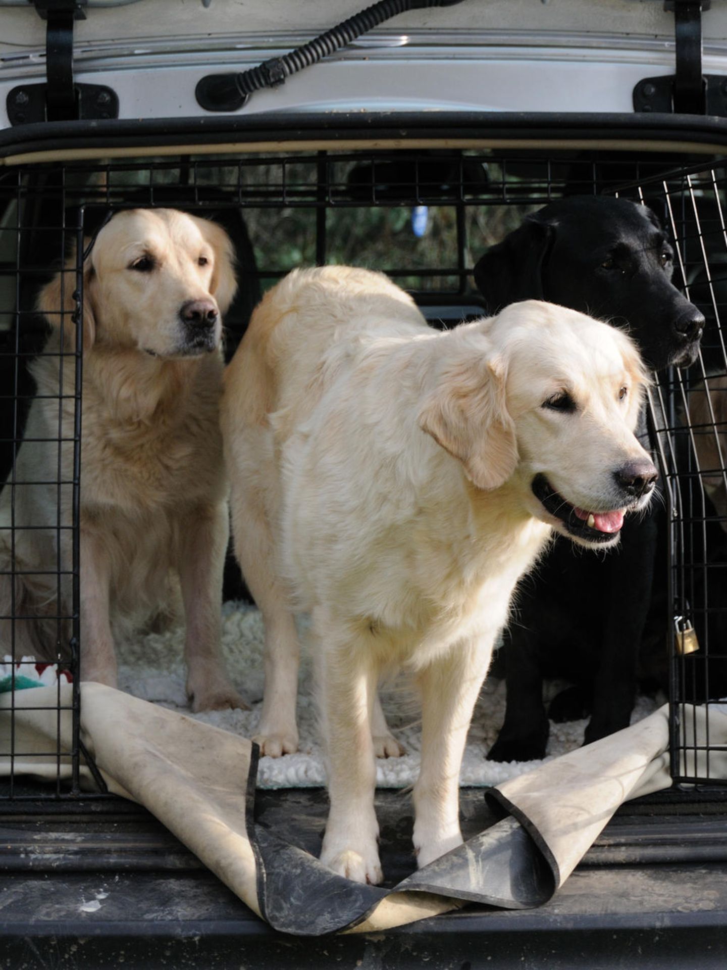 Die Transportbox sollte immer quer zur Fahrtrichtung im Kofferraum liegen