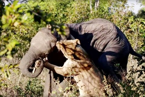 Simbabwe: Löwin attackiert Elefanten – Safari-Teilnehmer erleben Kampf um Leben und Tod