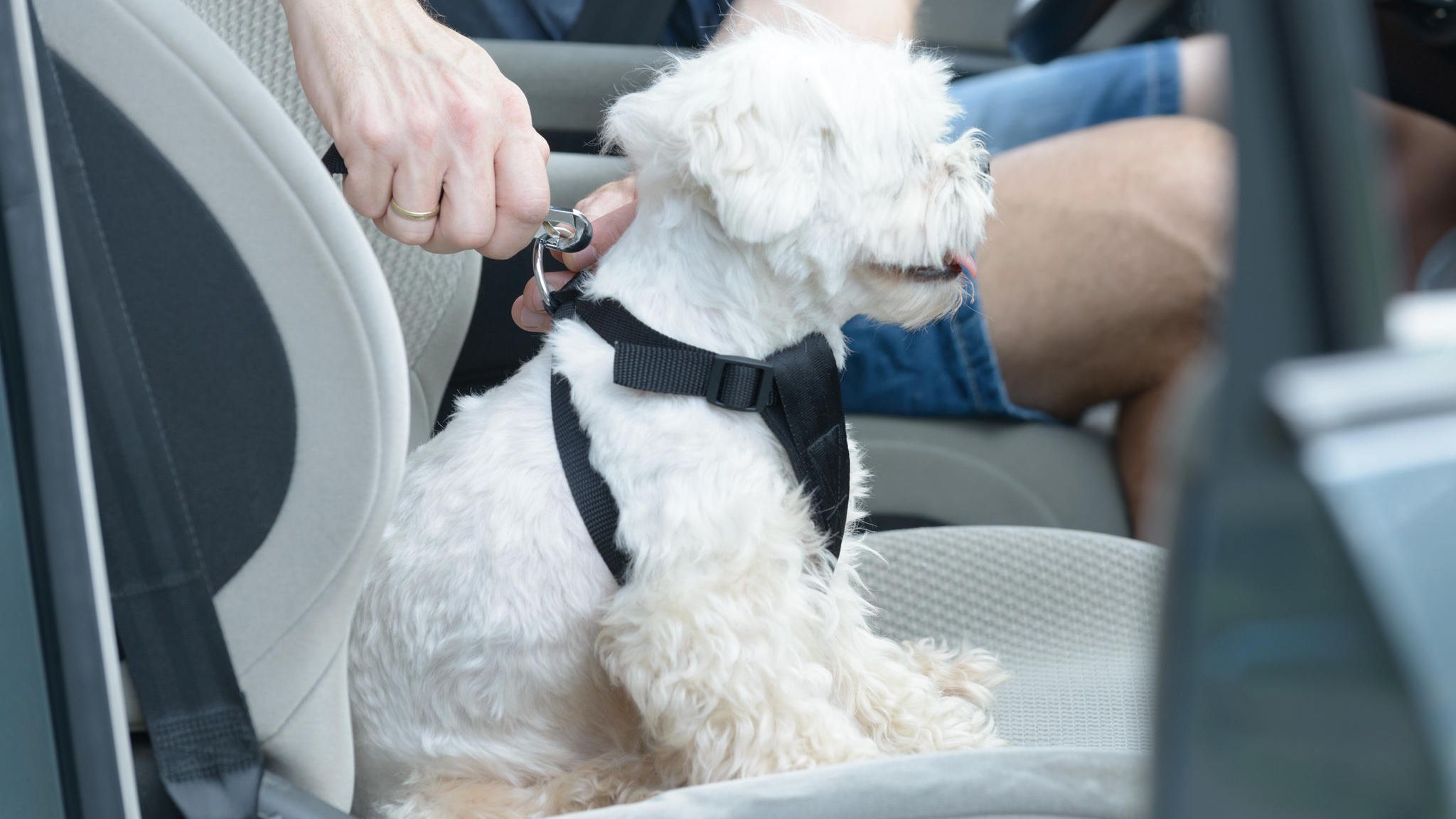 Hund alleine im Auto lassen - Tiere transportieren 2024