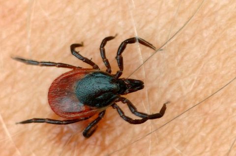 Zecke als Überträger von Borreliose - ein Biowaffe aus den Laboren des Pentagon
