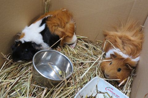Meerschweinchen sitzen im Karton