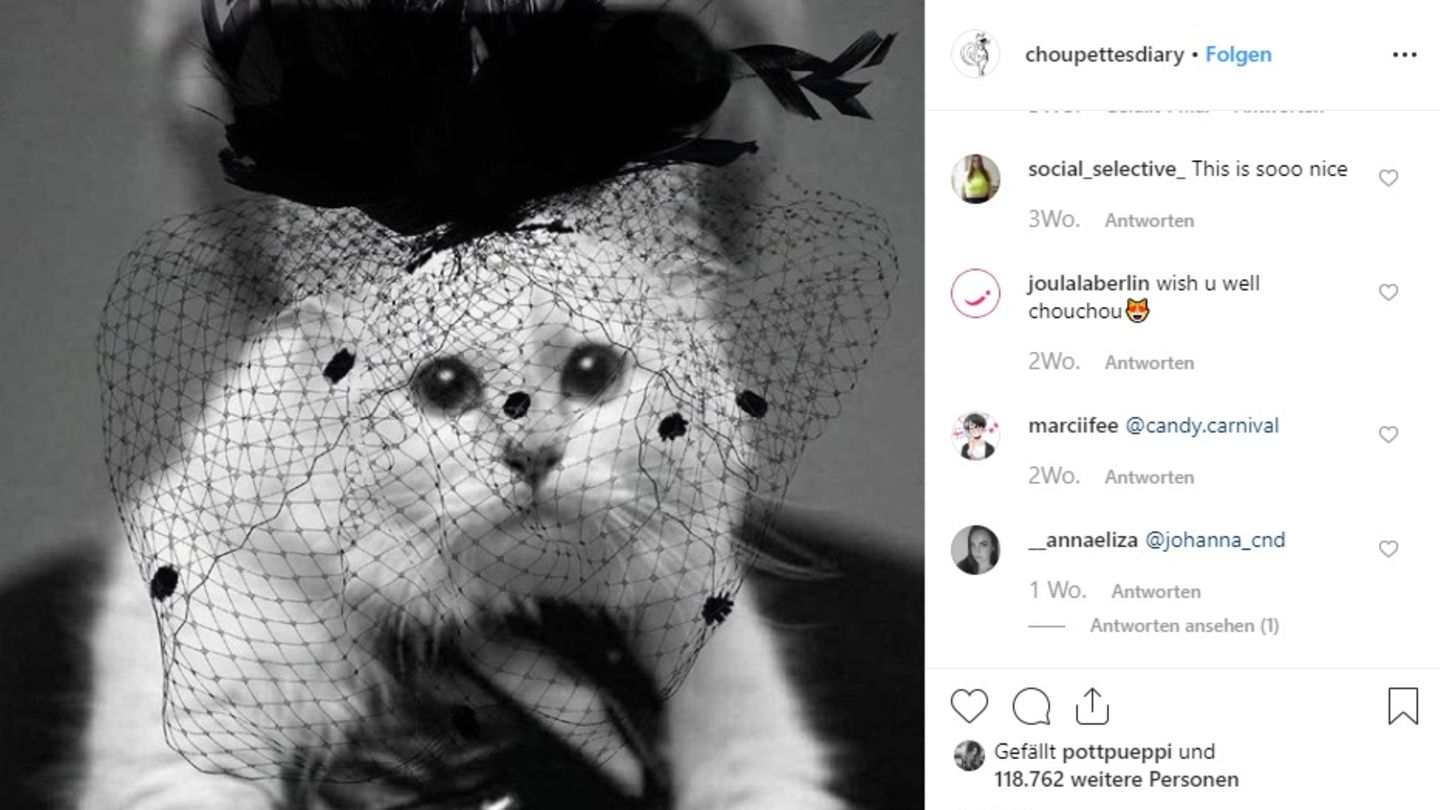 Von Karl Lagerfelds Katze Choupette hat man lange nichts mehr gesehen