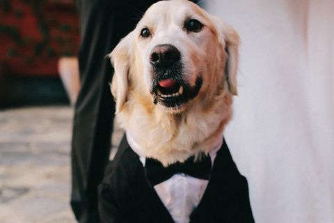 Ein Golden Retriever mit schwarzer Weste und schwarzer Fliege