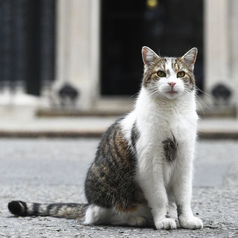 Larry, der Kater von Downing Street Nr. 10. In Europa ist die Amputation von Krallen bei Katzen größtenteils verboten.