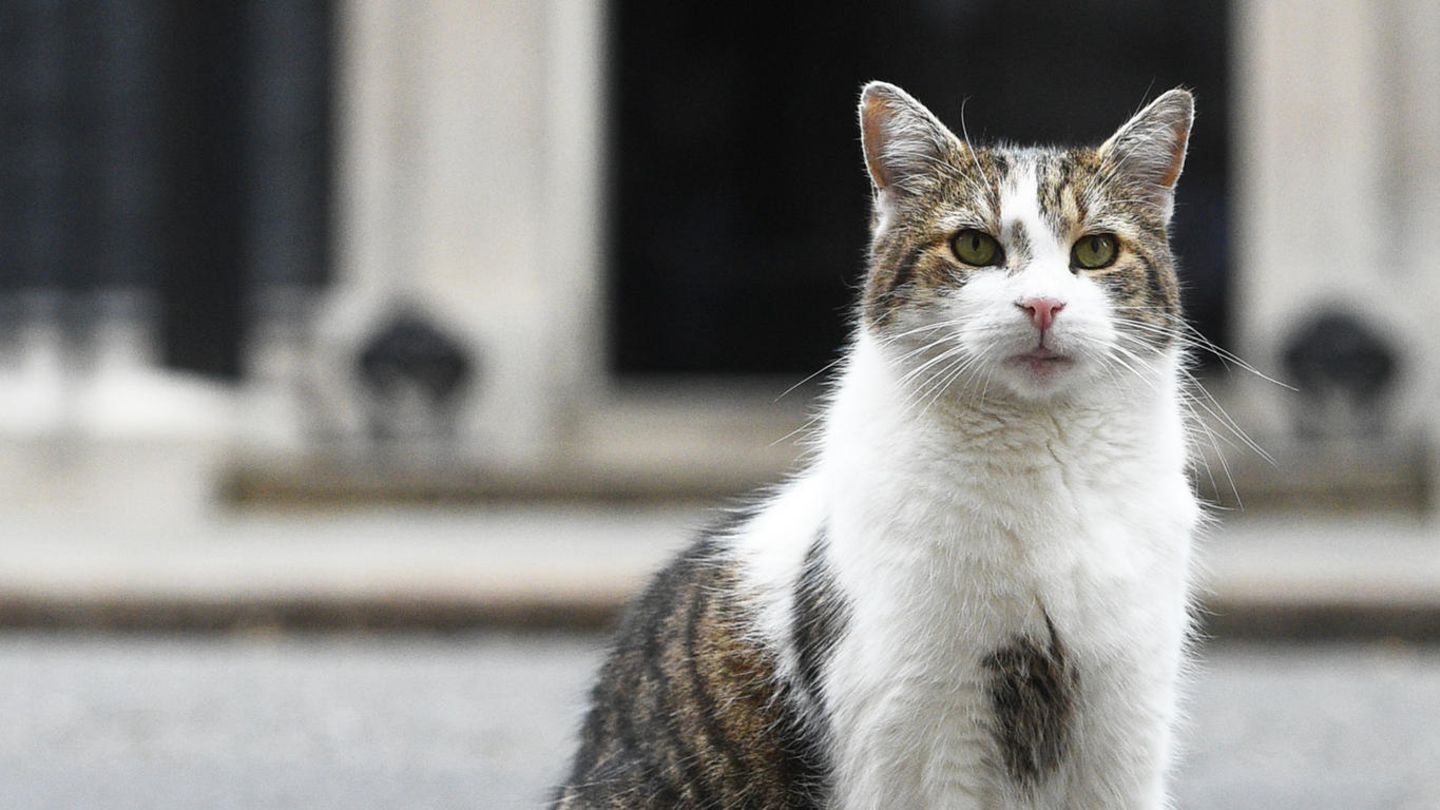 Larry, der Kater von Downing Street Nr. 10. In Europa ist die Amputation von Krallen bei Katzen größtenteils verboten.