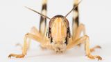 Insekten: Wie wär's mit einer kulinarischen Mutprobe? Zum Beispiel Frühlingsrolle mit Heuschrecke