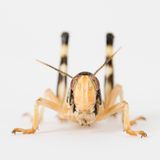 Insekten: Wie wär's mit einer kulinarischen Mutprobe? Zum Beispiel Frühlingsrolle mit Heuschrecke