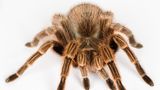 Insekten: Wie wär's mit einer kulinarischen Mutprobe? Zum Beispiel Frühlingsrolle mit Heuschrecke