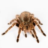 Insekten: Wie wär's mit einer kulinarischen Mutprobe? Zum Beispiel Frühlingsrolle mit Heuschrecke