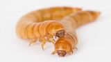 Insekten: Wie wär's mit einer kulinarischen Mutprobe? Zum Beispiel Frühlingsrolle mit Heuschrecke