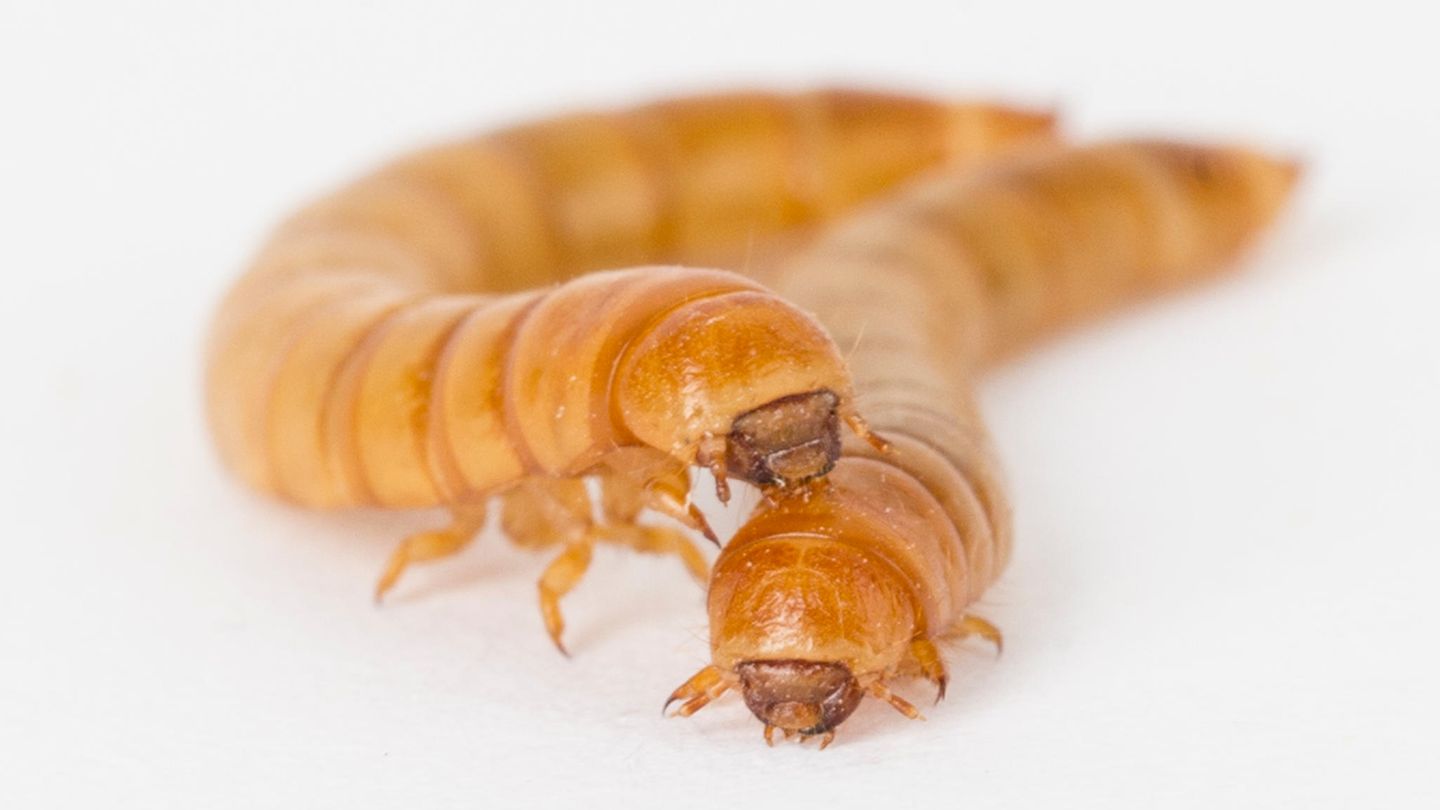 Insekten: Wie wär's mit einer kulinarischen Mutprobe? Zum Beispiel Frühlingsrolle mit Heuschrecke