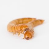 Insekten: Wie wär's mit einer kulinarischen Mutprobe? Zum Beispiel Frühlingsrolle mit Heuschrecke