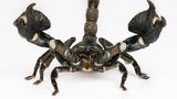Insekten: Wie wär's mit einer kulinarischen Mutprobe? Zum Beispiel Frühlingsrolle mit Heuschrecke