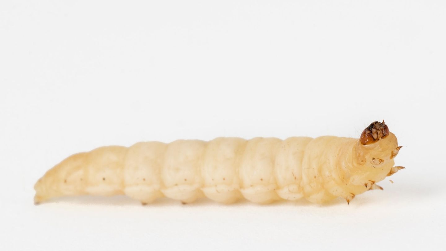 Insekten: Wie wär's mit einer kulinarischen Mutprobe? Zum Beispiel Frühlingsrolle mit Heuschrecke