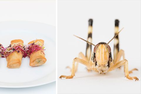 Eine Collage: Frühlingsrollen und ein Insekt.