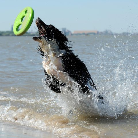 Tipps und Tricks: Was Hunden, Katzen und Kaninchen gegen Hitze hilft