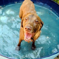 Auch Hunde kämpfen bei hohen Temperaturen gegen die Hitze