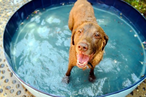 Auch Hunde kämpfen bei hohen Temperaturen gegen die Hitze