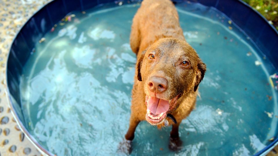 Auch Hunde kämpfen bei hohen Temperaturen gegen die Hitze