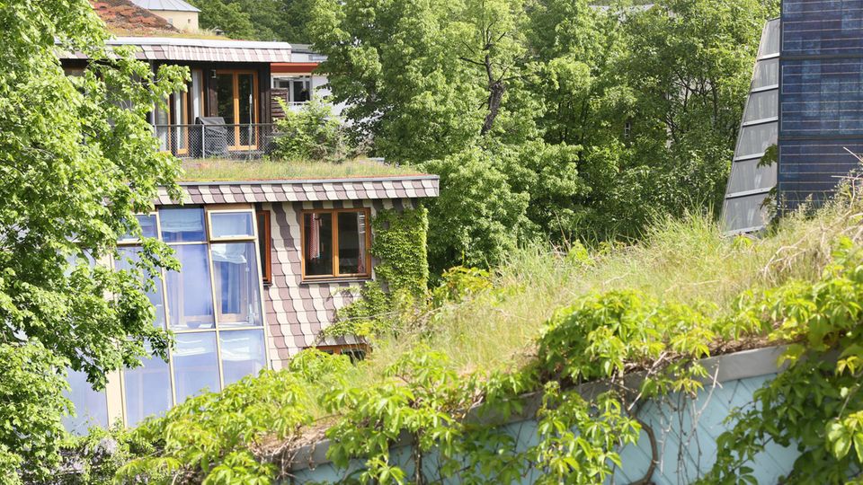 Folgen des Klimawandels: Begrünte Dächer der Öko-Häuser des Architekten Frei Otto in der Berliner Innenstadt: Jedes Fleckchen, dass nicht zubetoniert ist, hilft dabei, Städte abzukühlen. Begrünte Dächer der Öko-Häuser des Architekten Frei Otto in der Berliner Innenstadt: Jedes Fleckchen, dass nicht zubetoniert ist, hilft dabei, Städte abzukühlen.