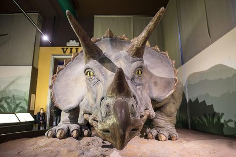 Eine Nachbildung eines Triceratops