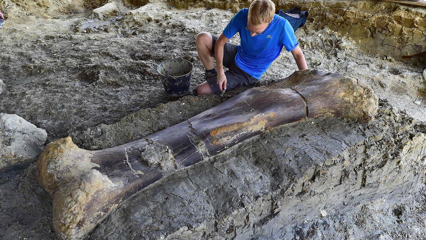 25. Juli: Gigant aus der Vergangenheit Chateauneuf-sur-Charente, Frankreich. Zwei Meter lang, eine halbe Tonne schwer und 140 Millionen Jahre alt ist dieser Oberschenkelknochen eines Sauropoden, der im Südwesten Frankreichs gefunden wurde. Sauropoden sind eine Gruppe von langhalsigen, pflanzenfressenden Dinosauriern, die zu den größten Tieren gehören, die jemals auf der Erde gelebt haben.