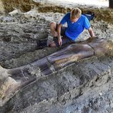 Chateauneuf-sur-Charente, Frankreich. Zwei Meter lang, eine halbe Tonne schwer und 140 Millionen Jahre alt ist dieser Oberschenkelknochen eines Sauropoden, der im Südwesten Frankreichs gefunden wurde. Sauropoden sind eine Gruppe von langhalsigen, pflanzenfressenden Dinosauriern, die zu den größten Tieren gehören, die jemals auf der Erde gelebt haben.