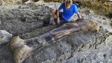 Chateauneuf-sur-Charente, Frankreich. Zwei Meter lang, eine halbe Tonne schwer und 140 Millionen Jahre alt ist dieser Oberschenkelknochen eines Sauropoden, der im Südwesten Frankreichs gefunden wurde. Sauropoden sind eine Gruppe von langhalsigen, pflanzenfressenden Dinosauriern, die zu den größten Tieren gehören, die jemals auf der Erde gelebt haben.
