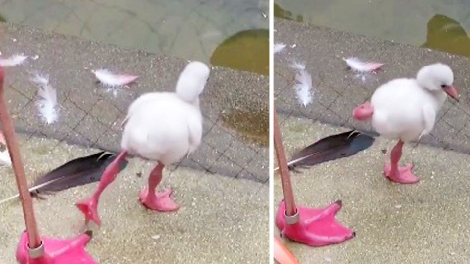 Ein Flamingo-Junges bei seinen ersten Stehversuchen auf einem Bein Ein Flamingo-Junges bei seinen ersten Stehversuchen auf einem Bein
