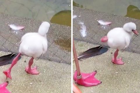 Ein Flamingo-Junges bei seinen ersten Stehversuchen auf einem Bein