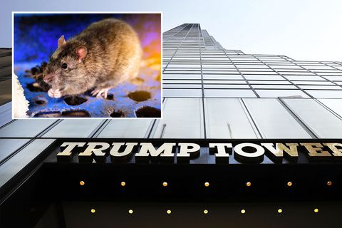 Medien berichten, dass Trumps eigene Immobilien von Ratten befallen sind