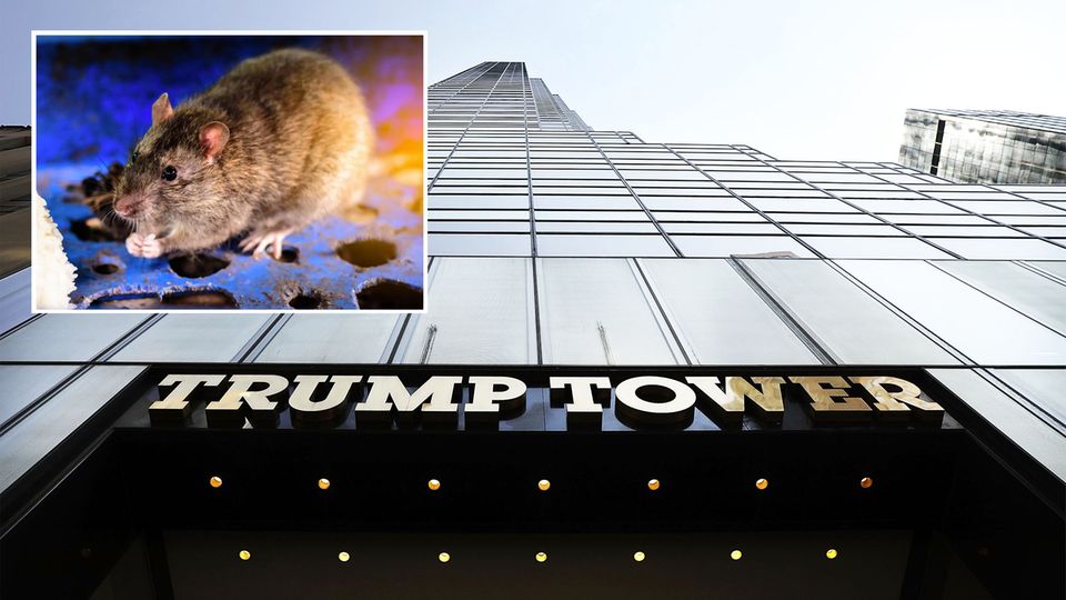 Medien berichten, dass Trumps eigene Immobilien von Ratten befallen sind