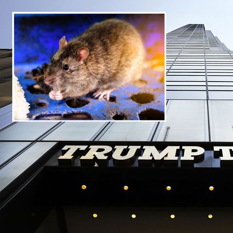 Medien berichten, dass Trumps eigene Immobilien von Ratten befallen sind