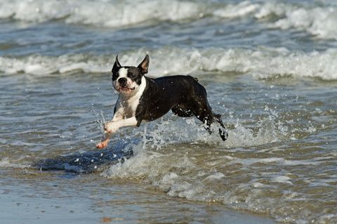 Ein Boston Terrier läuft am Strand (Symbolfoto)