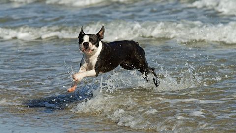 Ein Boston Terrier läuft am Strand (Symbolfoto)