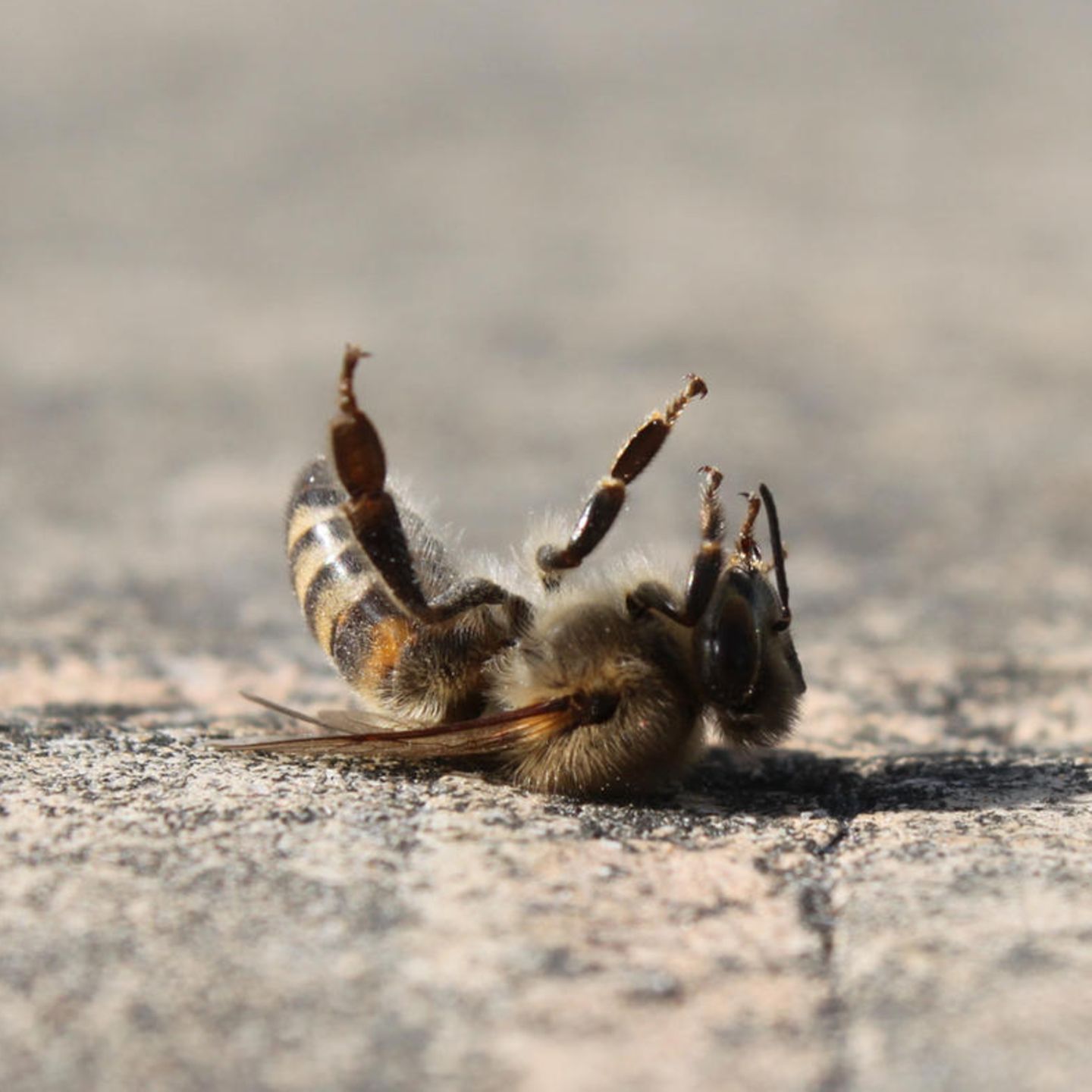 Verbotene Pestizide: "Eine Verschlusskappe  und ich sei alle Insekten in  meinem Garten los" | STERN.de