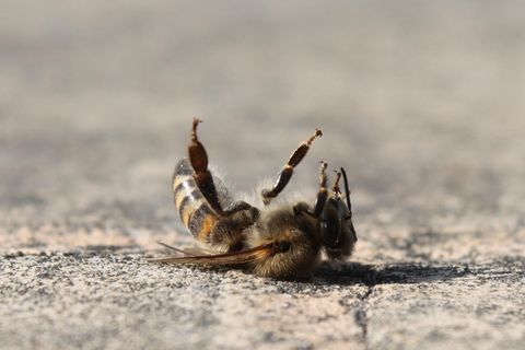 Verbotene Pestizide: Eine tote Biene liegt auf dem Boden