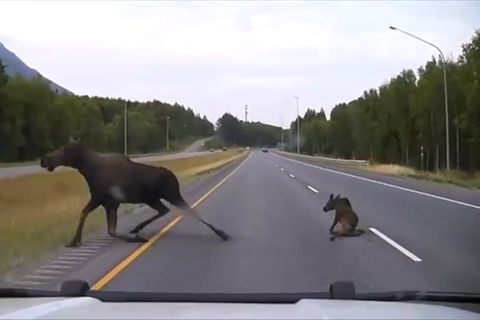 Anchorage, Alaska: Eine Kollision mit einer Elch-Mama und ihrem Kalb kann in letzter Sekunde verhindert werden.