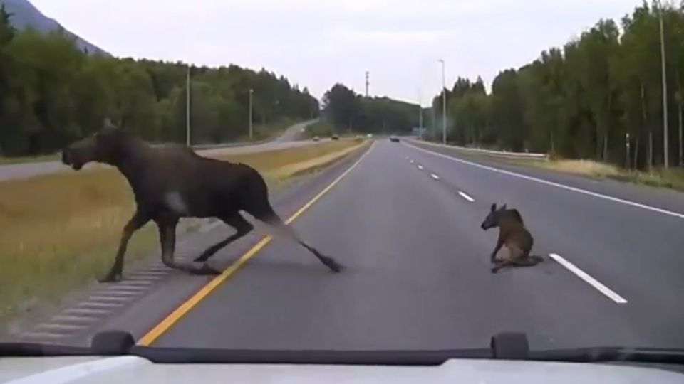 Anchorage, Alaska: Eine Kollision mit einer Elch-Mama und ihrem Kalb kann in letzter Sekunde verhindert werden.