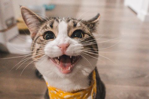 Katze