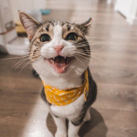 Katze