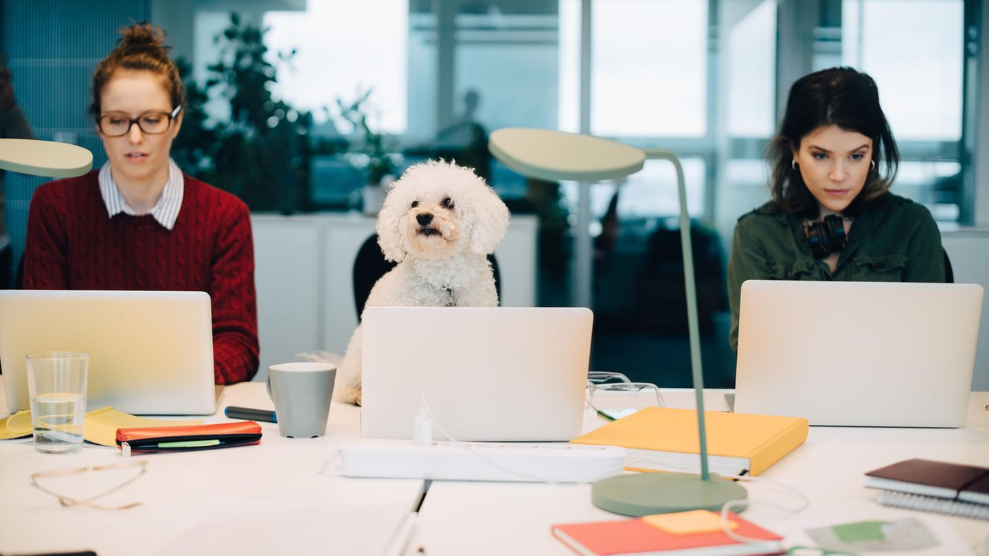 Frauen und HUnd am Schreibtisch