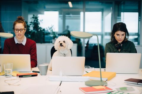 Frauen und HUnd am Schreibtisch