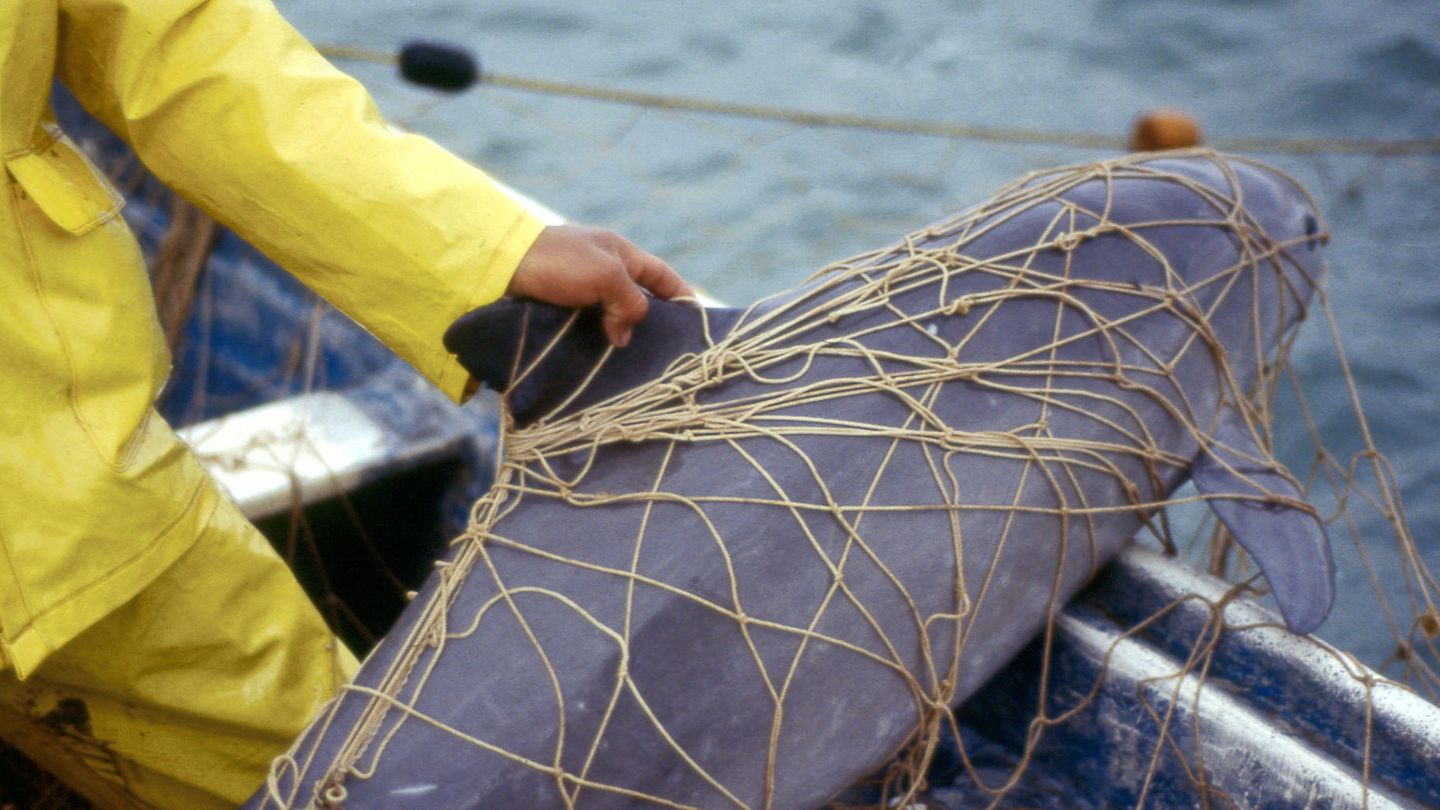 Schweinswal Vaquita