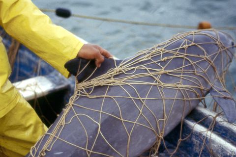 Schweinswal Vaquita