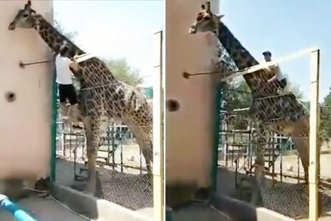 Kasachstan: Betrunkener reitet Giraffe im Zoo