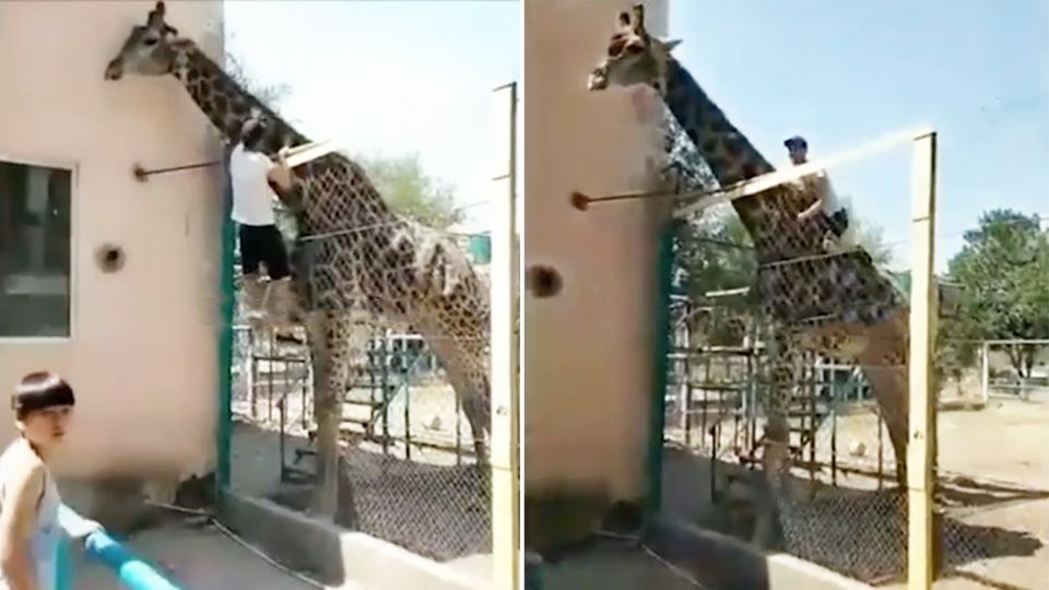 Kasachstan: Betrunkener reitet Giraffe im Zoo
